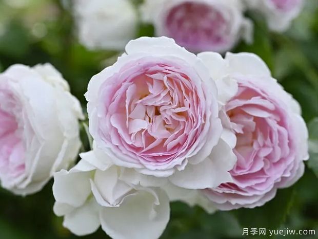 愛(ài)的顏色月季的優(yōu)缺點(diǎn)是什么？(圖1)
