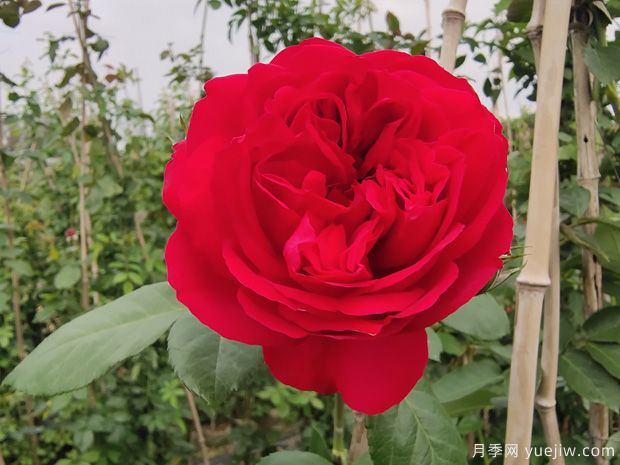 推薦7個(gè)夏季耐熱月季品種，綻放美麗在夏天(圖5)