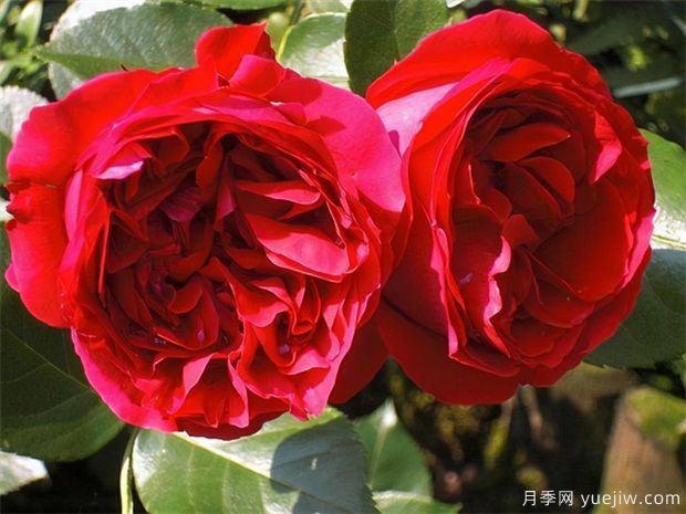 適合做月季拱門(mén)的5種月季，好養抗病又勤花(圖5)