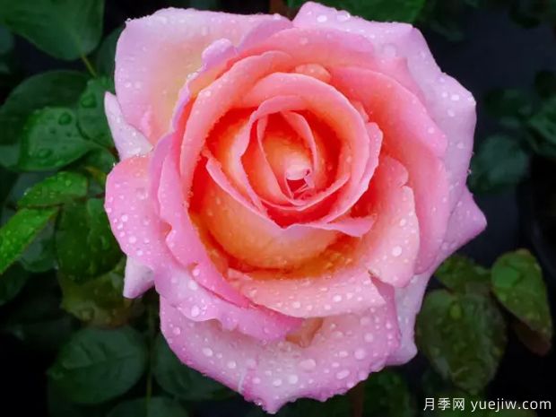 十大濃香月季排行榜，種一棵滿(mǎn)室飄香(圖2)