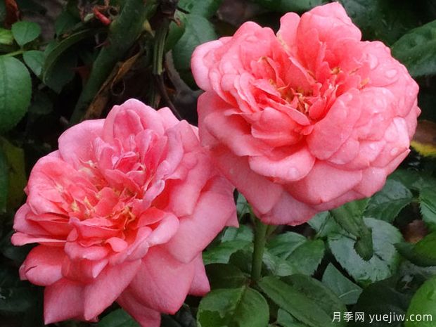 十大濃香月季排行榜，種一棵滿(mǎn)室飄香(圖5)