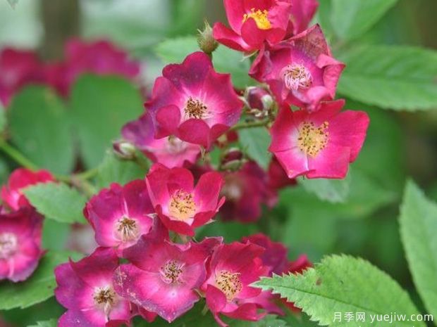 少見(jiàn)的30款巨型爬藤月季，高達5米適合做花墻拱門(mén)(圖1)