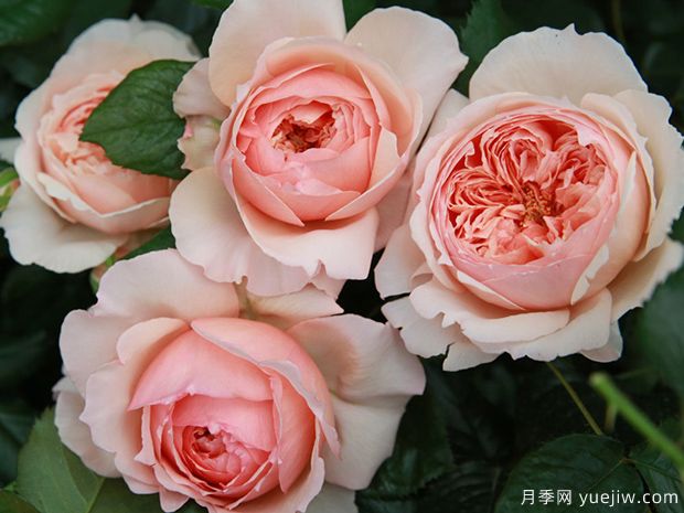 真宙月季，耐熱不耐曬，適合二廣花友的美麗月季(圖1)