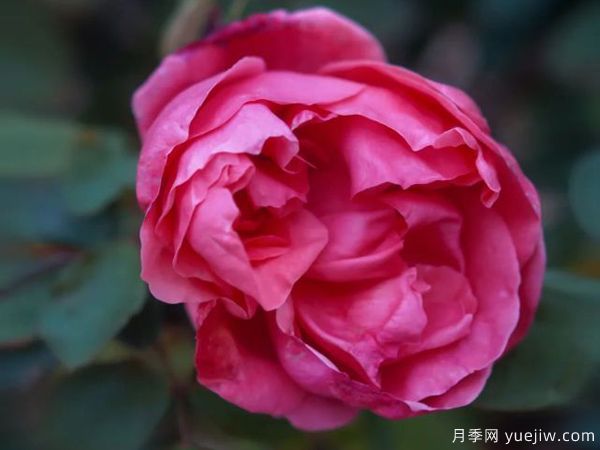 黃岡科技職業(yè)學(xué)院，然有月季，亭亭玉立(圖1)