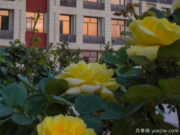 黃岡科技職業(yè)學(xué)院，然有月季，亭亭玉立(圖2)