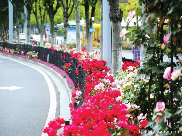 寧波月季應用和景觀(guān)圖集(圖3)