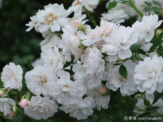 推薦4款適合室內養的月季，勤花易打理(圖3)