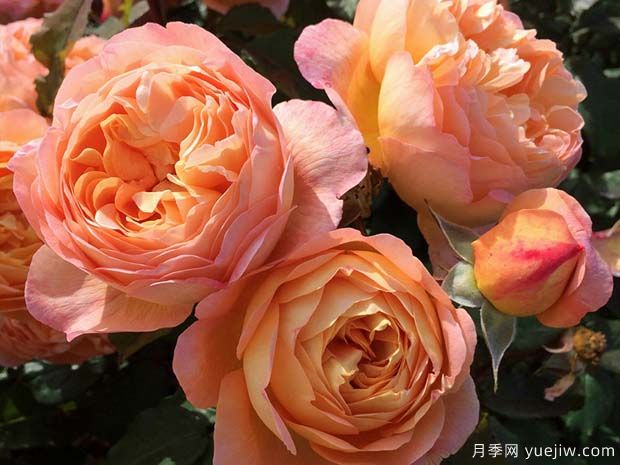 艾瑪漢密爾頓夫人月季的優(yōu)缺點(diǎn)是什么？(圖1)