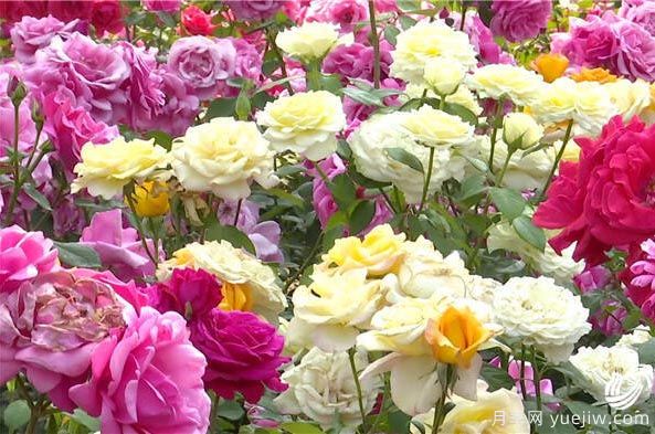 濰坊壽光：中華月季園10多萬(wàn)株月季花美麗盛開(kāi)(圖2)