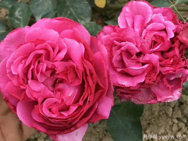 伊芙里奧月季的優(yōu)缺點(diǎn)是什么？(圖1)