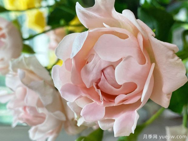?？麑殞氃录?蘇芬月季(圖1)