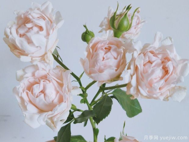 ?？麑殞氃录?蘇芬月季(圖3)