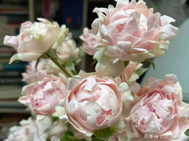 ?？麑殞氃录?蘇芬月季(圖4)