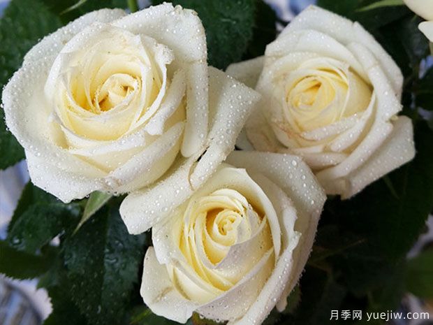 月亮王陽(yáng)臺月季(圖5)