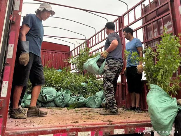 安吉拉月季盆栽苗，60厘米高基地發(fā)貨(圖3)