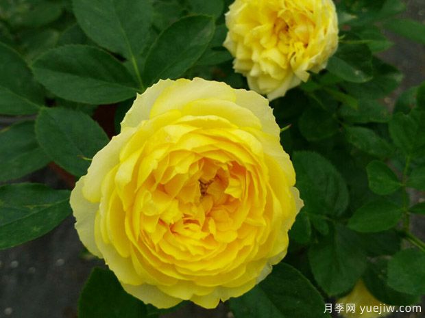 推薦20種耐陰月季，適合北陽(yáng)臺養殖(圖2)