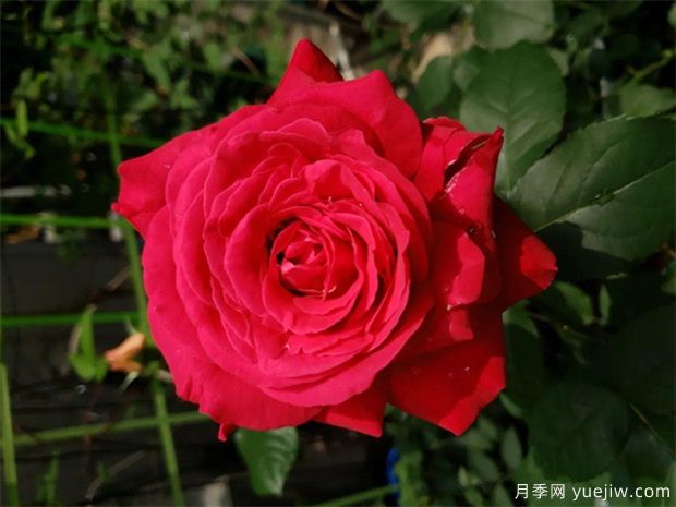 比香水還香的月季花？10個(gè)濃香月季排行榜(圖4)