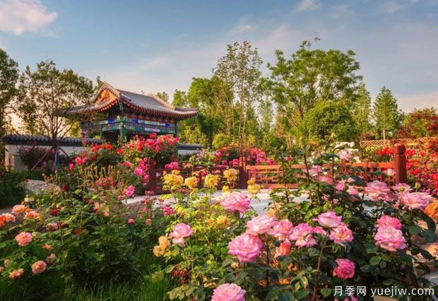 南陽(yáng)世界月季大觀(guān)園國慶游園會(huì )，盛世船情夢(mèng)回南都 (圖2)