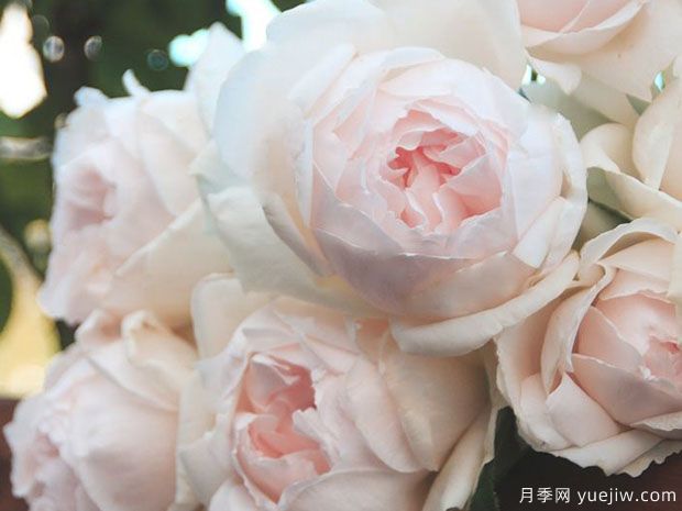 介紹10種濃香月季，好養又好看，陽(yáng)臺盆栽香飄滿(mǎn)屋(圖3)