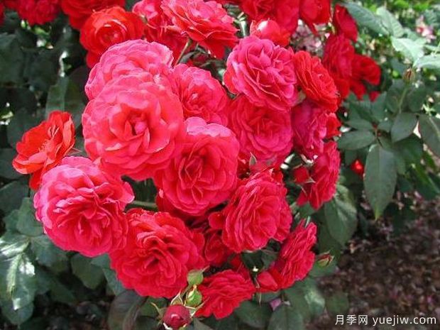 歐洲大百科全書(shū)月季(圖3)