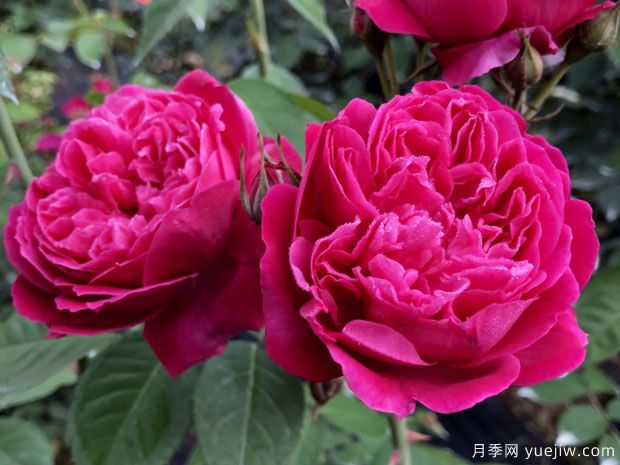 古老月季推薦，紫燕飛舞月季(圖1)
