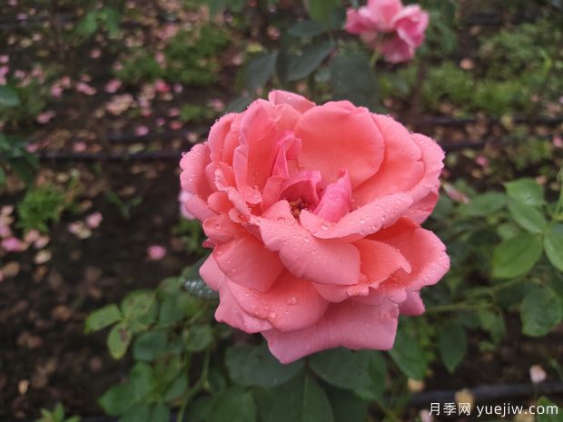 植物的相克要注意，種植講方法(圖1)