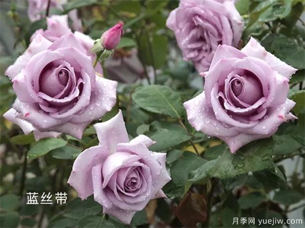 藍絲帶月季的優(yōu)缺點(diǎn)是什么？(圖1)