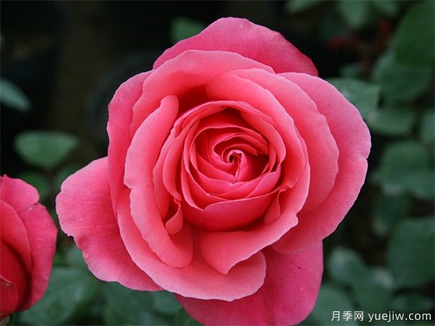 唐詩(shī)宋詞精選月季句子大全(圖1)