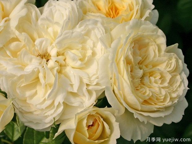 德國科德斯的20個(gè)花環(huán)月季品種，美麗又豐花，抗病好輕松養(圖2)