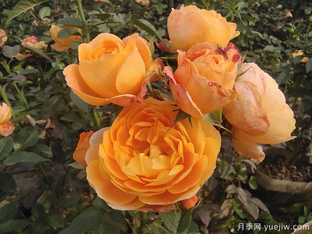 新手養殖果汁陽(yáng)臺月季，也能輕松爆盆(圖1)