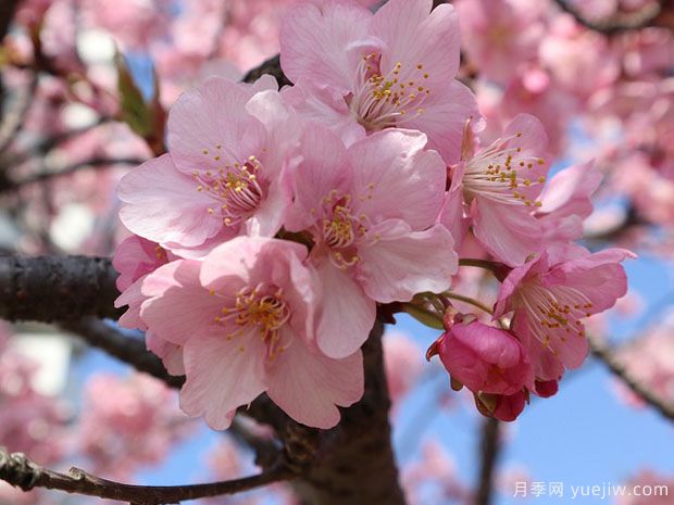 早櫻晚櫻冬櫻的區別？櫻花主要品種(圖1)