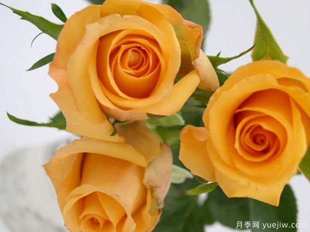 絕美玫瑰品種推薦，綻放浪漫的16個(gè)常見(jiàn)玫瑰(圖3)