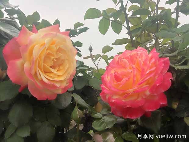 月季只長(cháng)枝條不開(kāi)花是什么原因？(圖1)