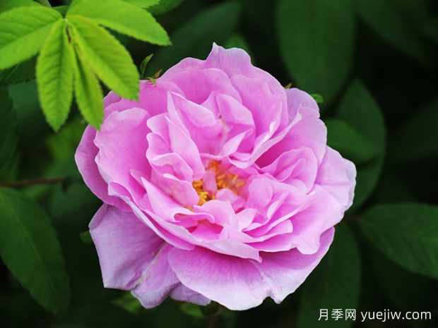 又香又美！全球***香月季10大排行榜(圖19)