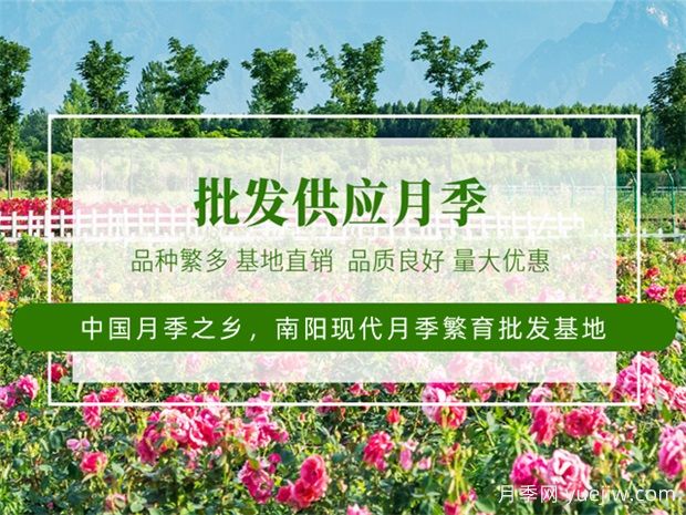 月季***新批發(fā)價(jià)格表，2025年4月月季網(wǎng)行情報價(jià)(圖1)