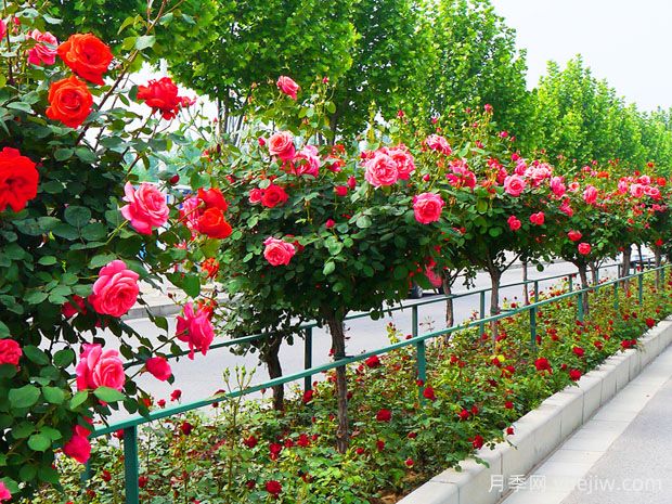 月季網(wǎng)：中國85個(gè)月季(玫瑰)市花城市名單大全(圖2)