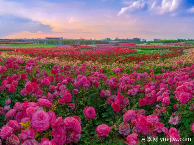 月季網(wǎng)：中國85個(gè)月季(玫瑰)市花城市名單大全(圖3)