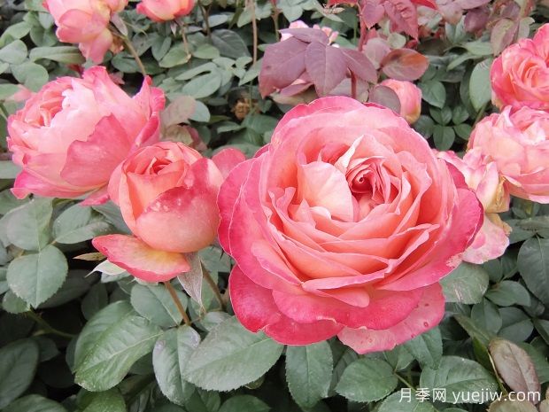 怎樣養好月季花？養殖方法及注意事項篇(圖1)