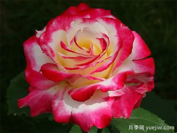 紅雙喜月季的優(yōu)點(diǎn)解析，不愧為著(zhù)名的混色月季(圖2)