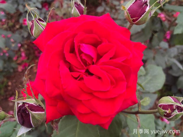 亞力克紅月季，香味濃郁花大花美(圖1)