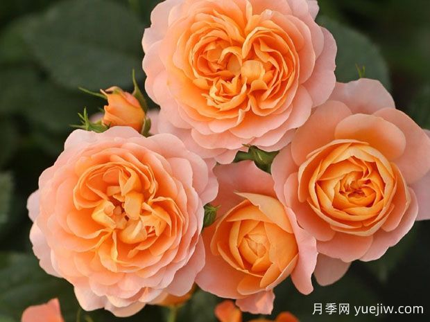 超級耐寒的5個(gè)月季品種，開(kāi)花就看它們了(圖1)