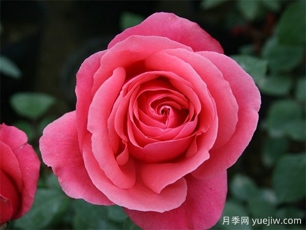 月季網(wǎng)：綠化工程必看，月季的八大類(lèi)型品種和應用(圖1)