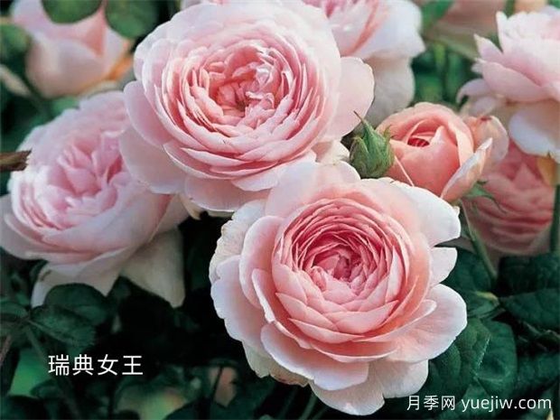 100種月季玫瑰品種圖鑒大全，你認識有沒(méi)有超過(guò)10個(gè)？(圖1)