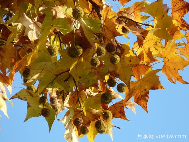 ?世界十大行道樹(shù)種類(lèi)，法桐櫸樹(shù)榆樹(shù)七葉樹(shù)在列(圖1)