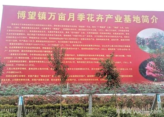 花木產(chǎn)地：南陽(yáng)市博望鎮(圖1)