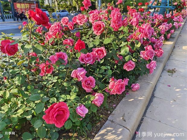花壇和花境是什么？有什么區別？(圖1)