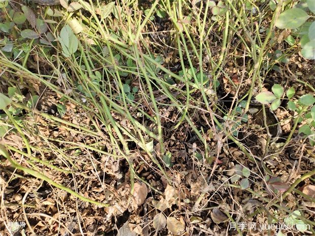 仙境盆栽月季杯苗粉色豐花，綠化工程批發(fā)(圖2)