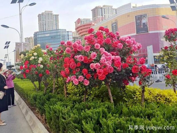 3萬(wàn)余株樹(shù)狀月季花開(kāi)滿(mǎn)城，臨夏市的浪漫你喜歡嗎？(圖2)