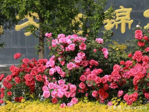 3萬(wàn)余株樹(shù)狀月季花開(kāi)滿(mǎn)城，臨夏市的浪漫你喜歡嗎？(圖3)