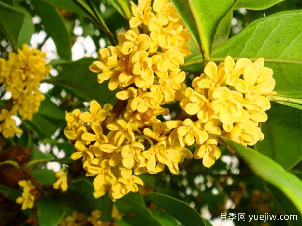 桂花養殖方法與技巧，桂花一年四季都開(kāi)花嗎？(圖1)